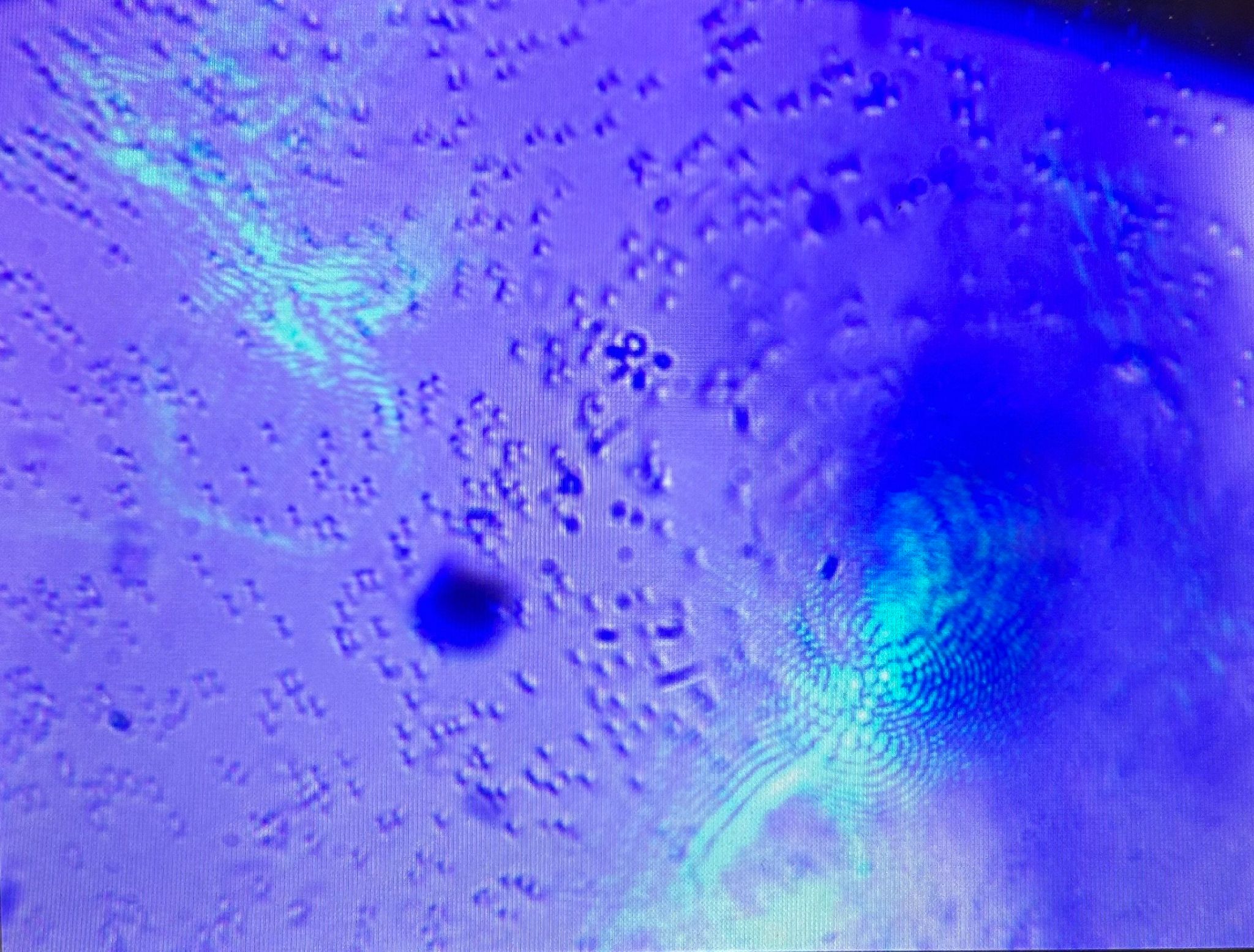 Microsphere trapping image captured during optical tweezer testing